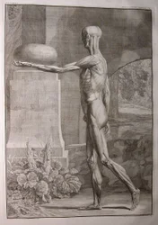 Albinus I, Pl. IX: Muskulatur, illustration fra 